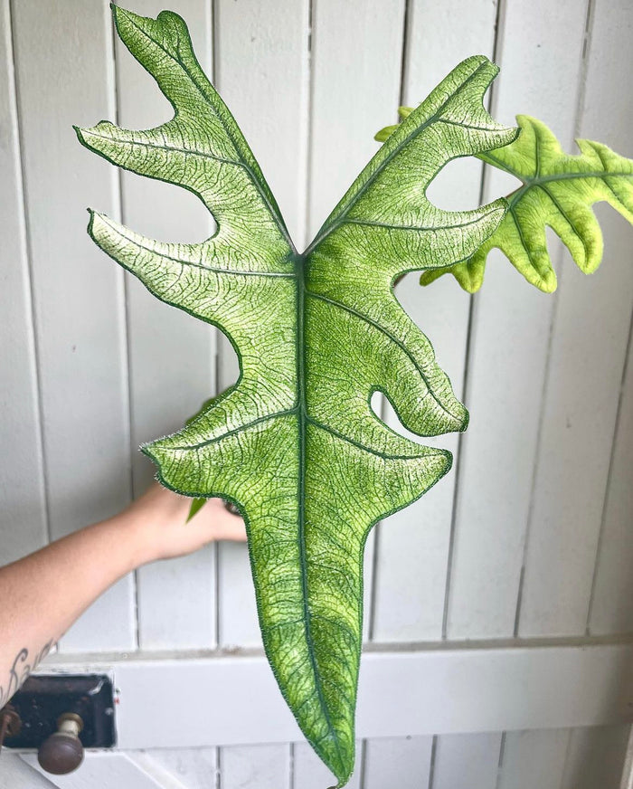 Alocasia