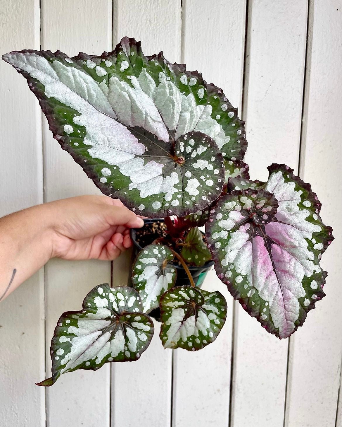 Begonia