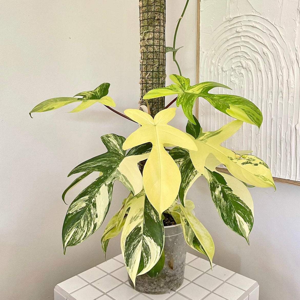 Philodendron