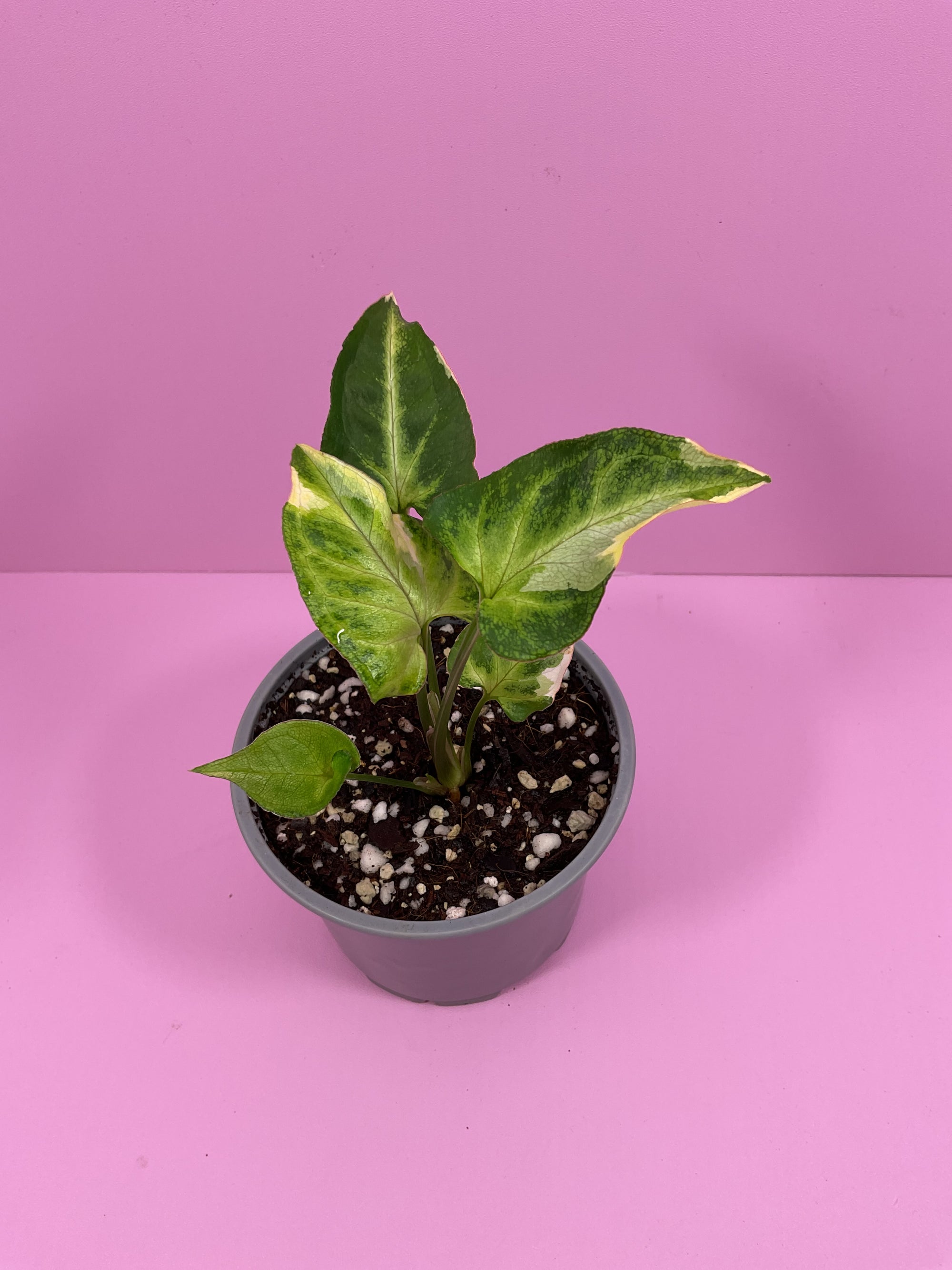 Syngonium T25