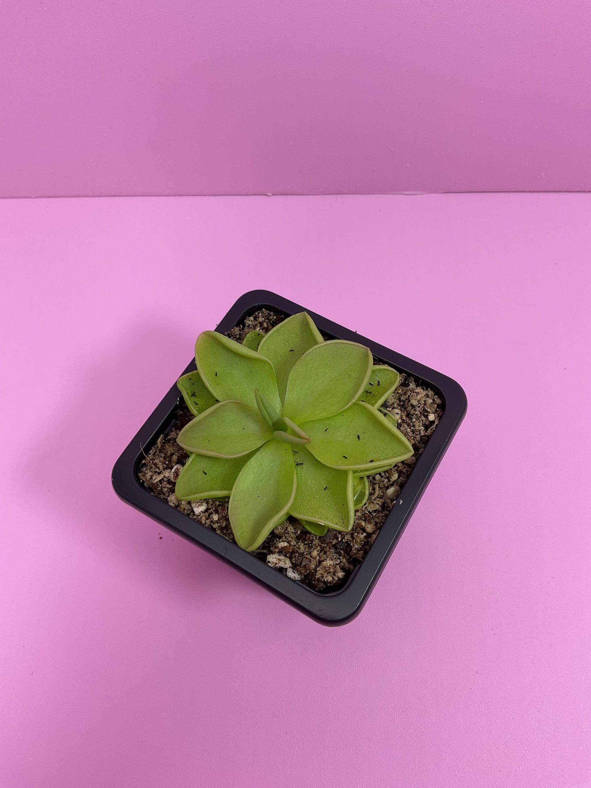 Pinguicula Weser x Emarginata