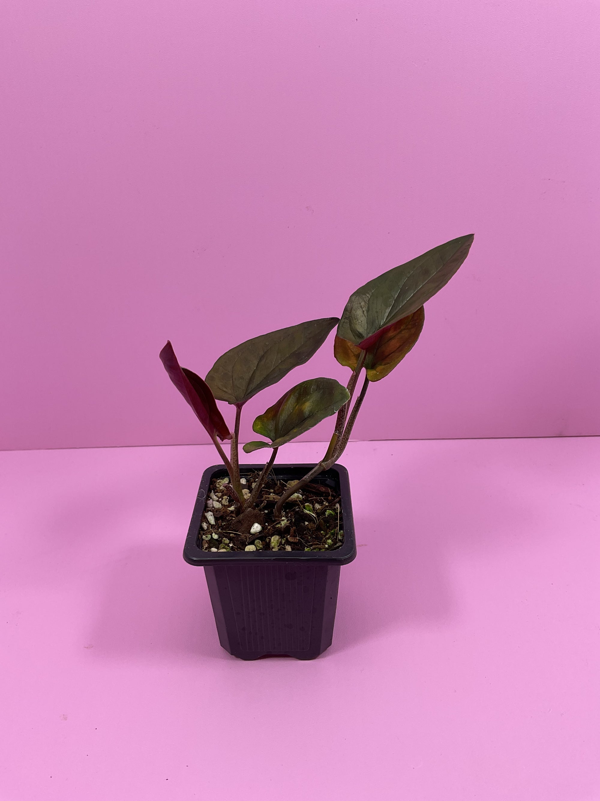 Syngonium Red Arrow-Small