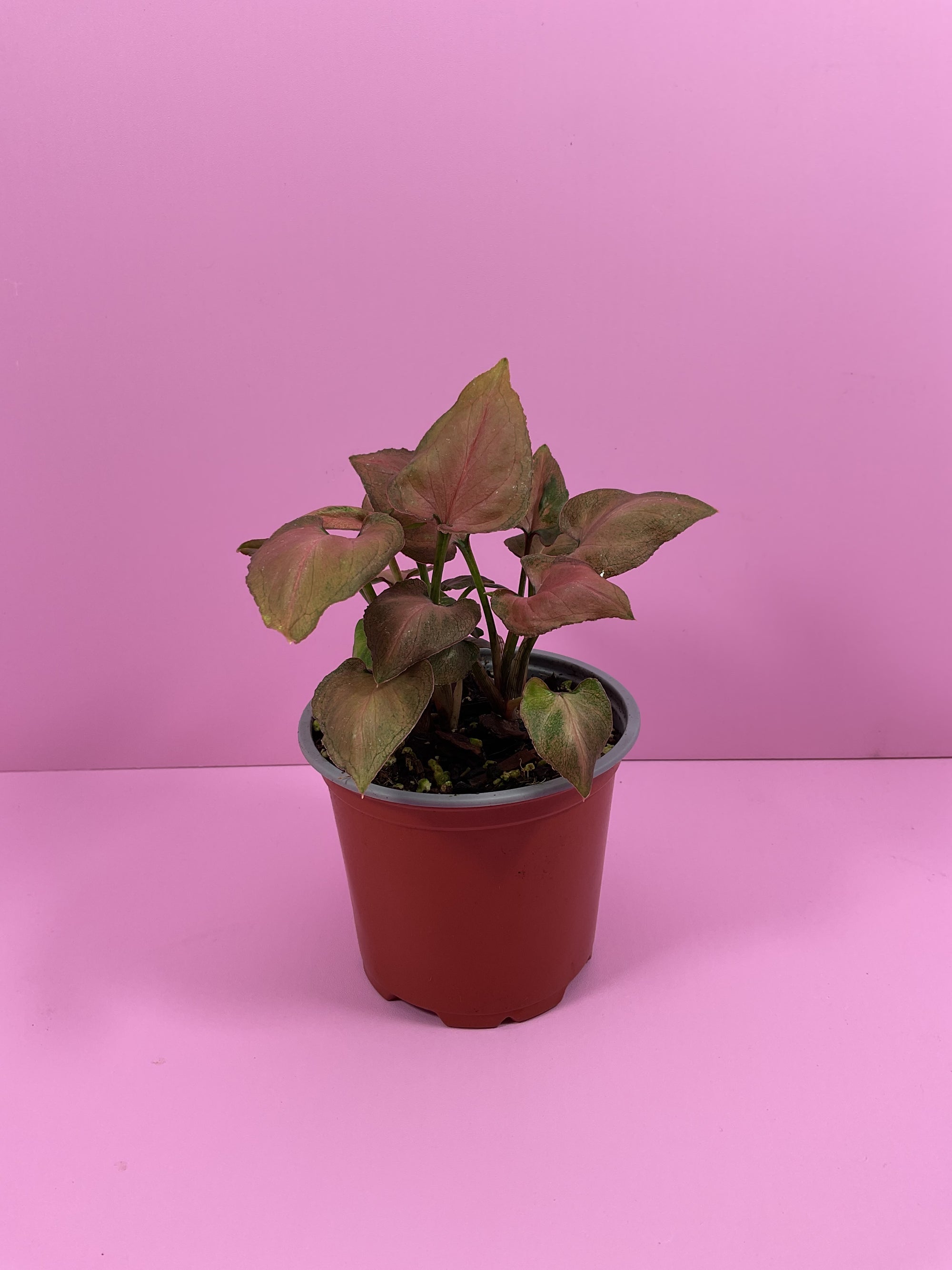 Syngonium Pink Perfection