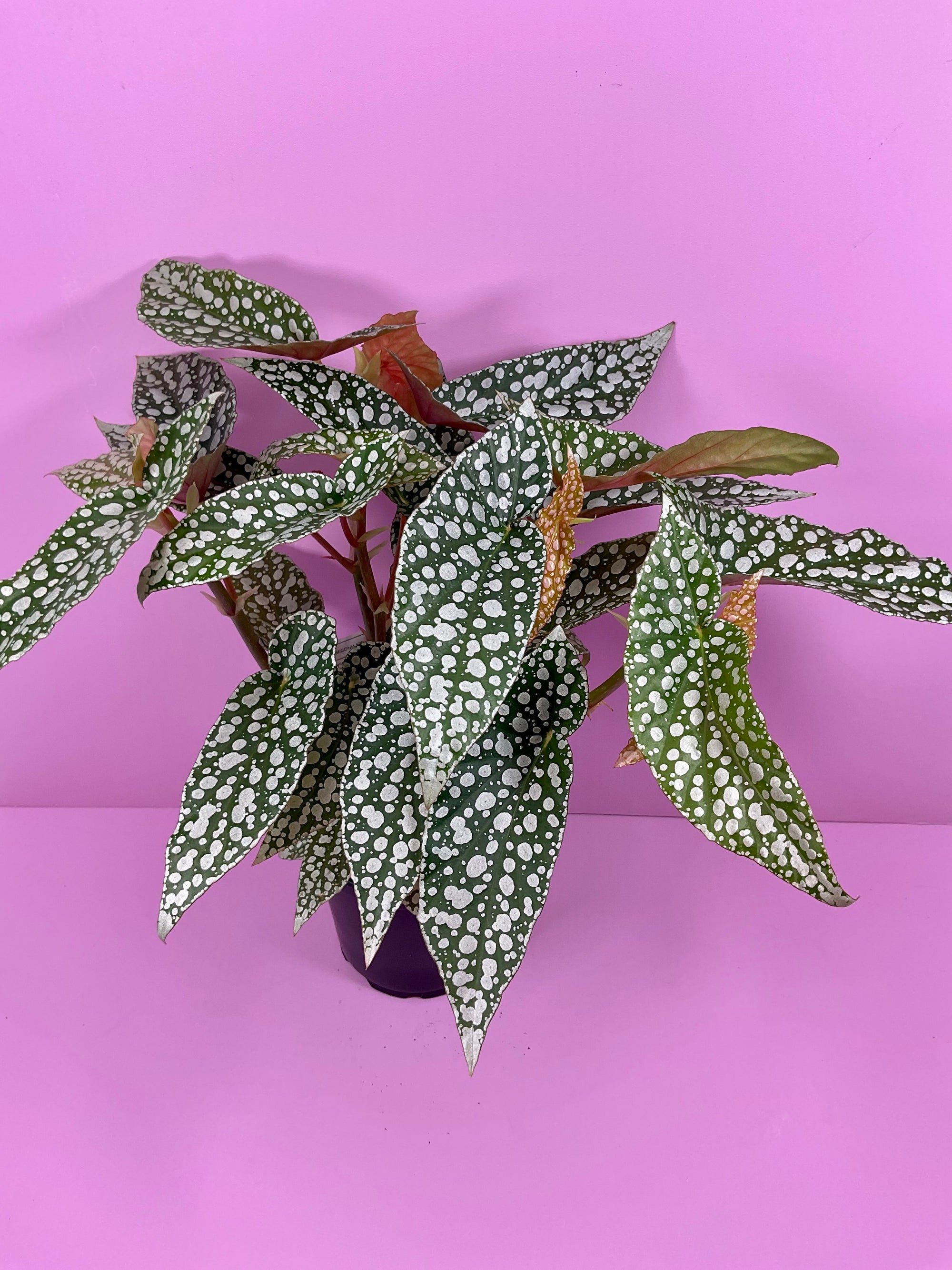 Begonia Hotspot