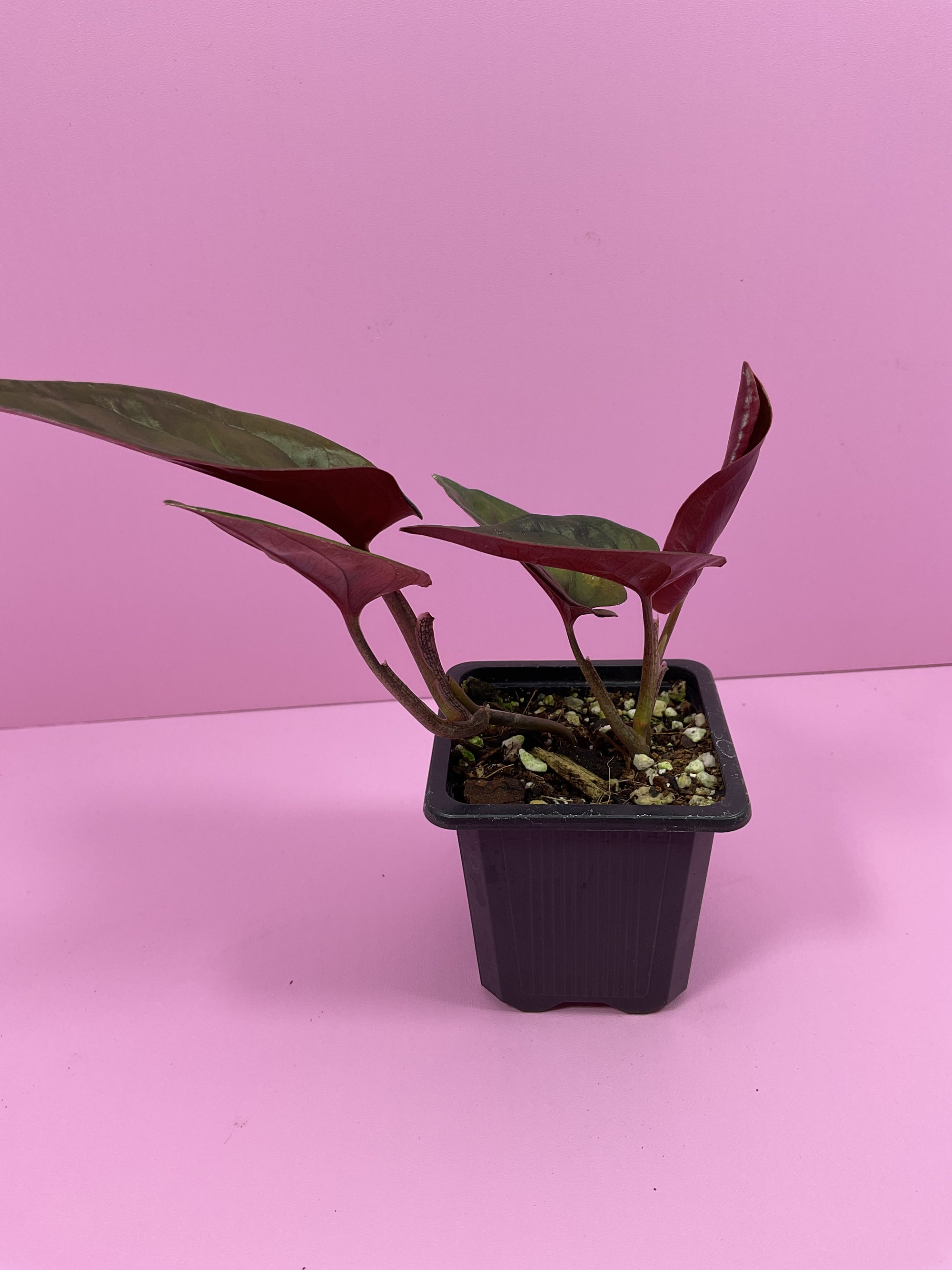 Syngonium Red Arrow-Small