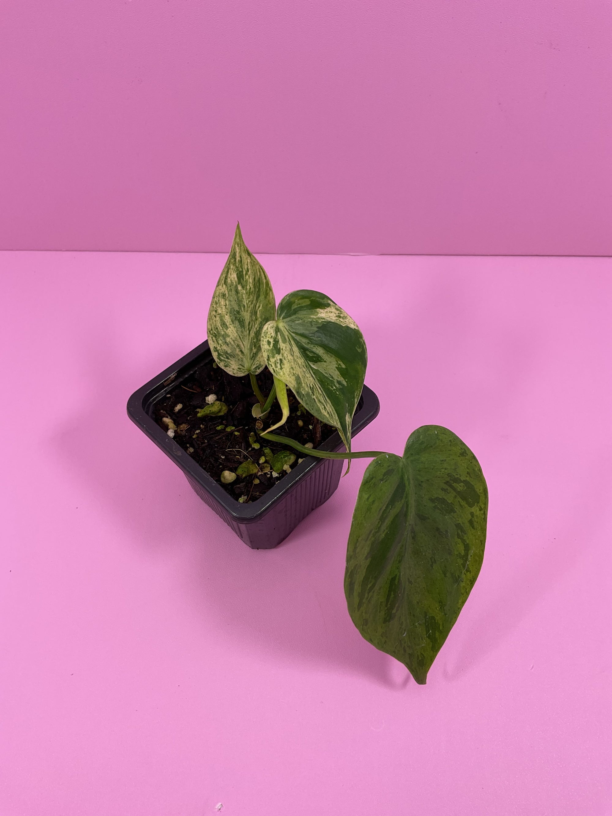 Philodendron Heart leaf Variegated