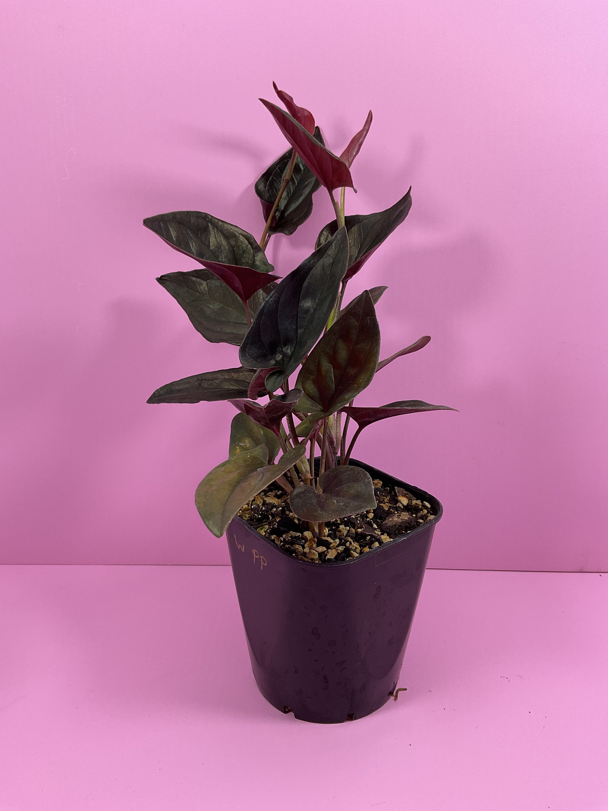 Syngonium Red Arrow- Large