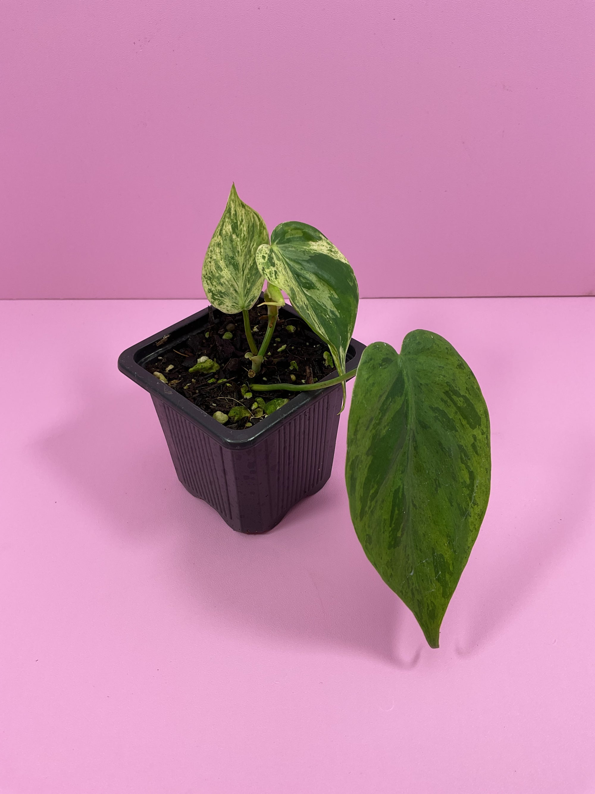 Philodendron Heart leaf Variegated