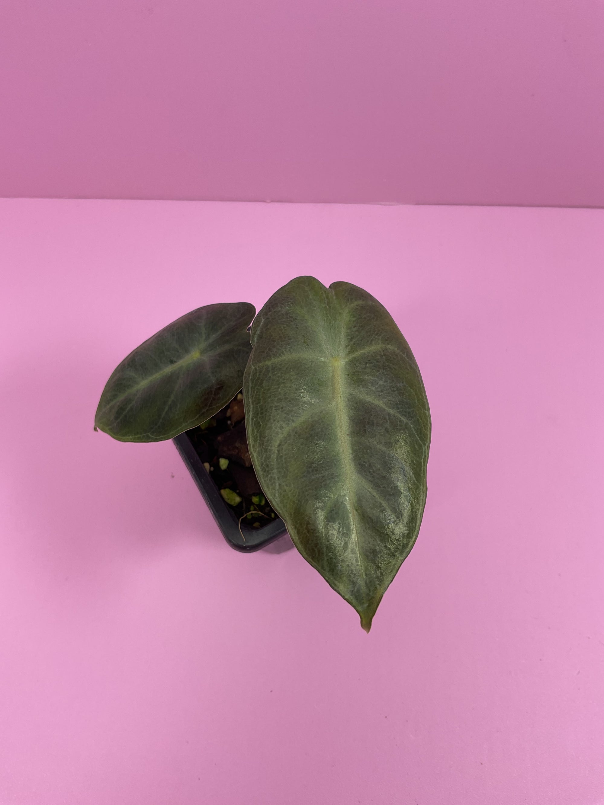 Alocasia Pink Dragon