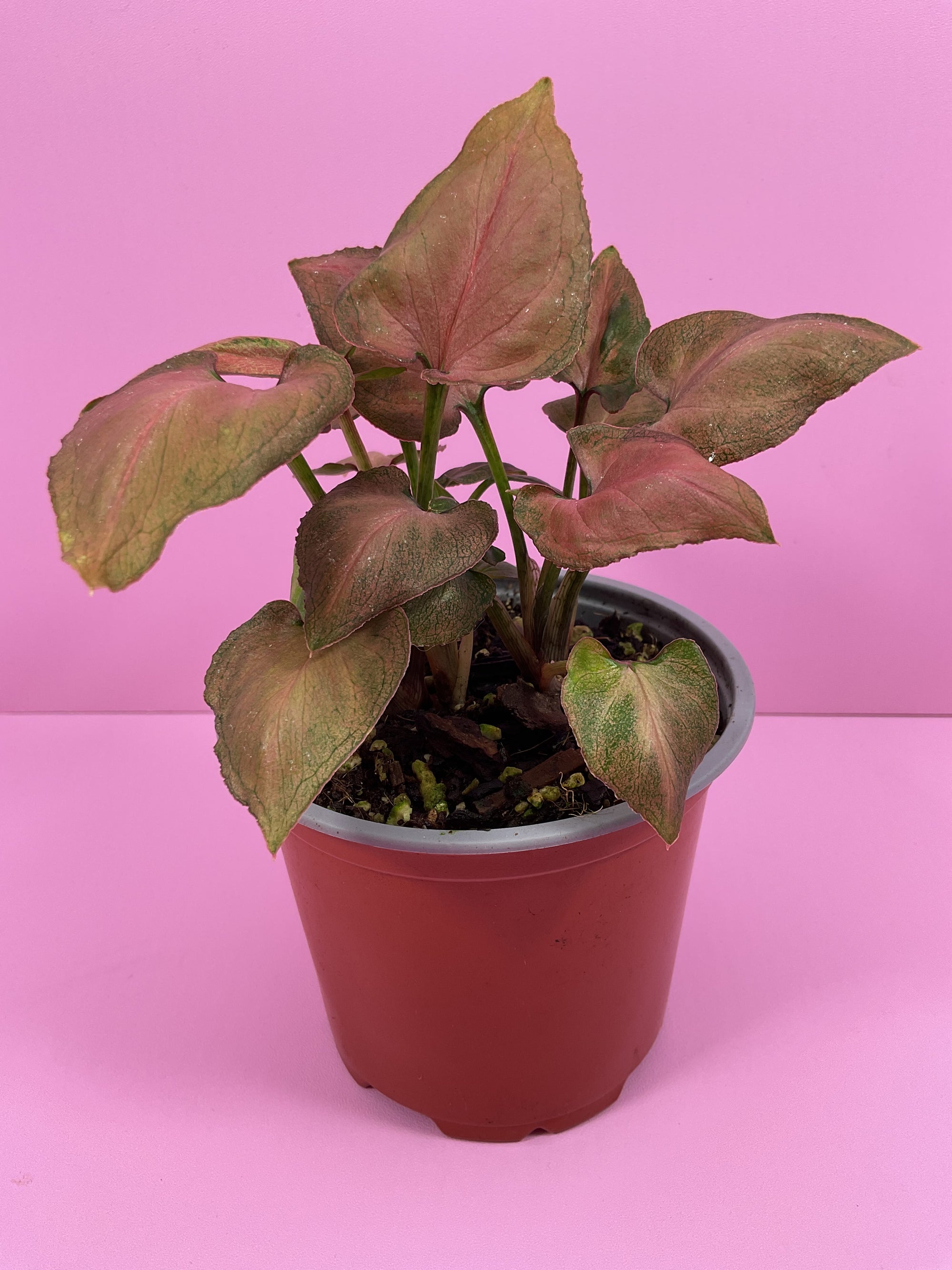 Syngonium Pink Perfection