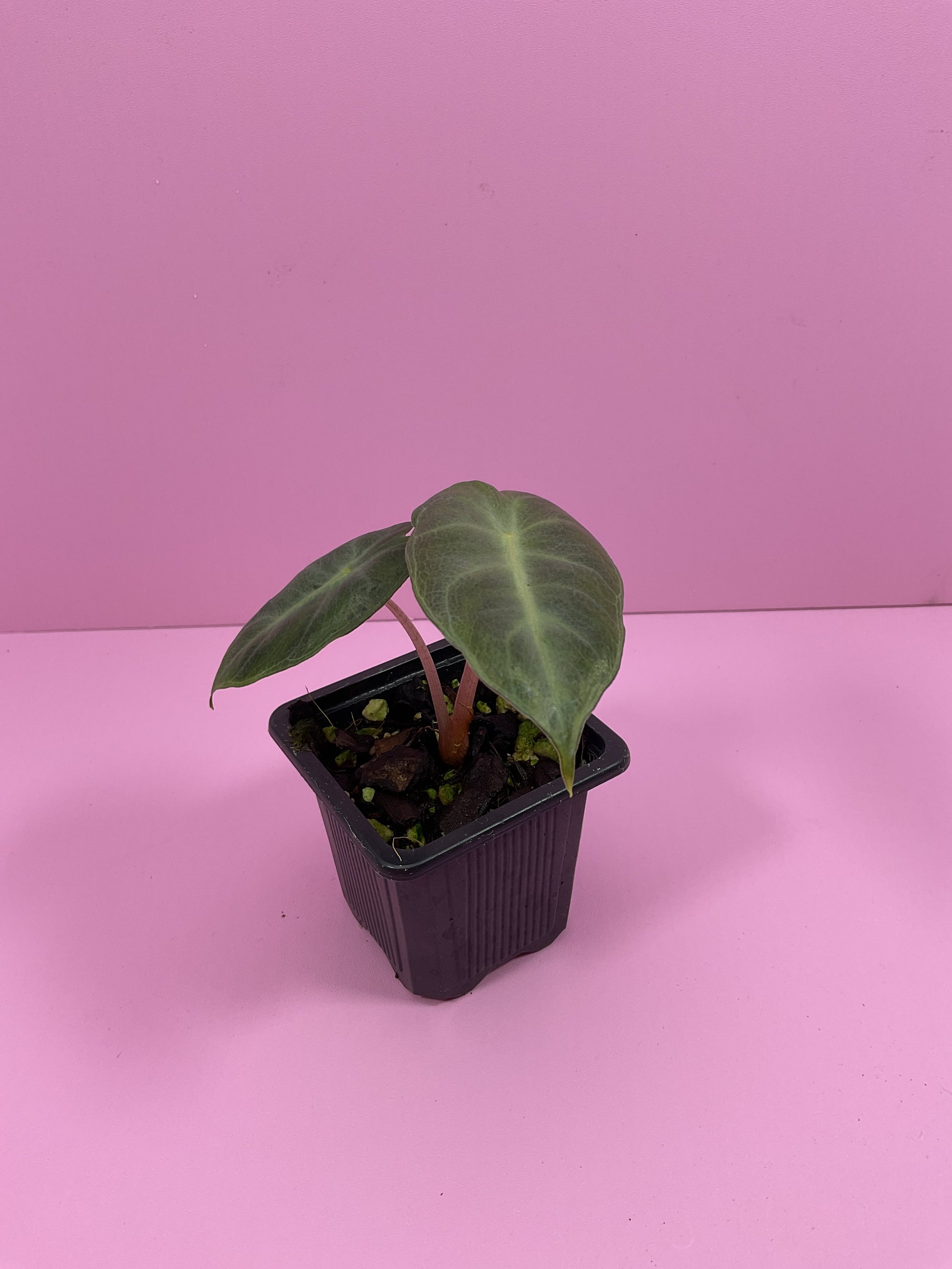 Alocasia Pink Dragon