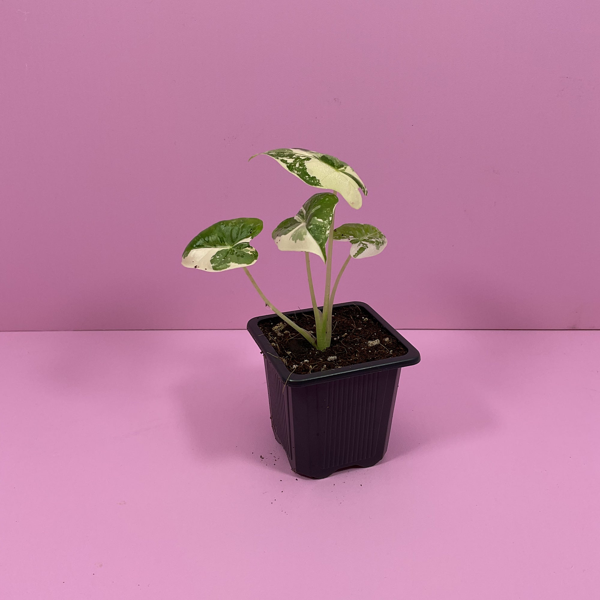 Alocasia Frydek Variegated