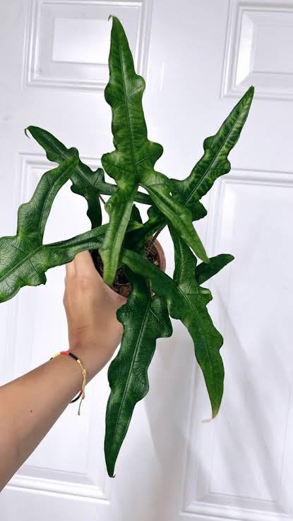 Alocasia Sabrina