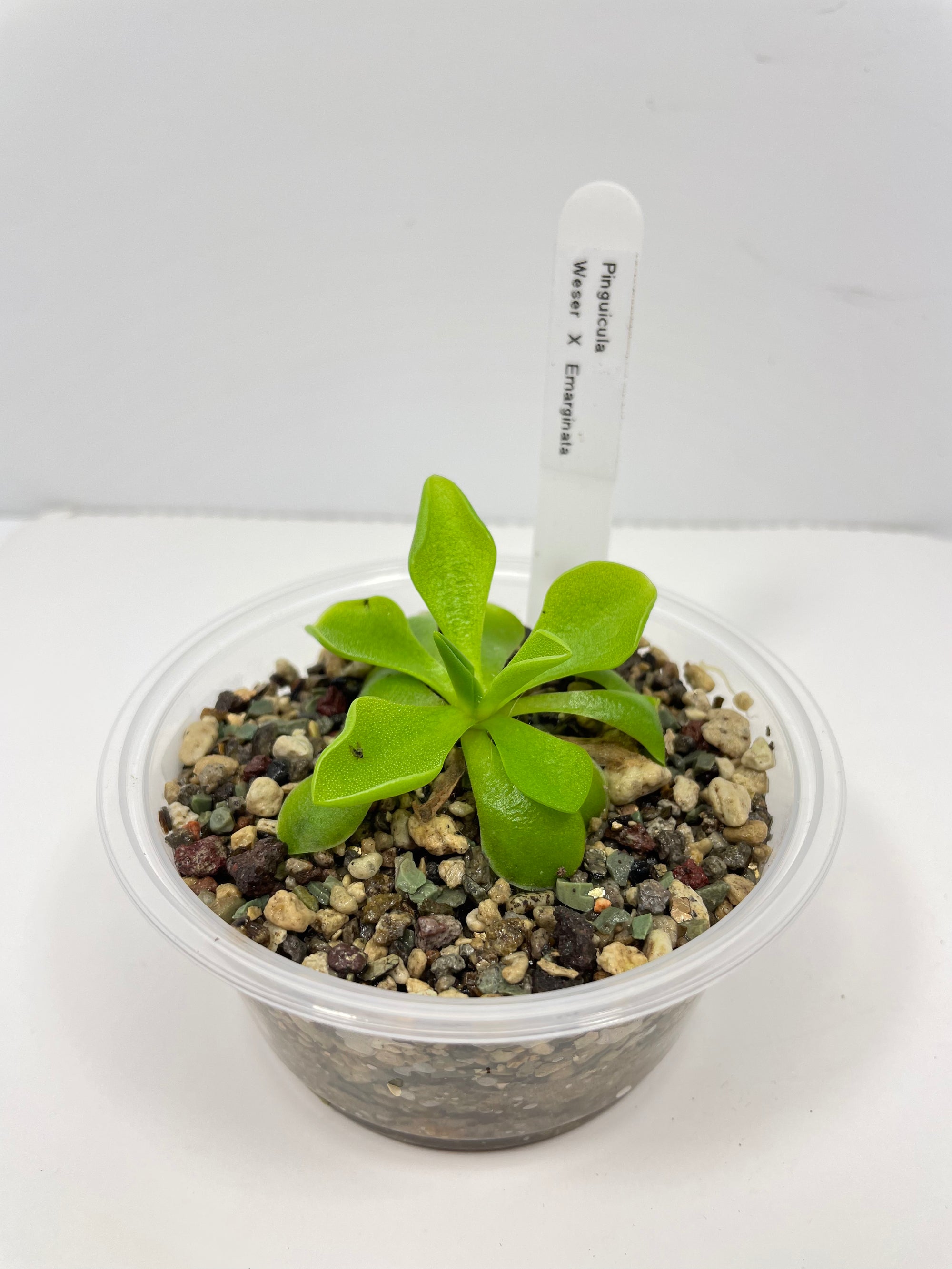 Pinguicula Weser x Emarginata (Carnivorous Plant)