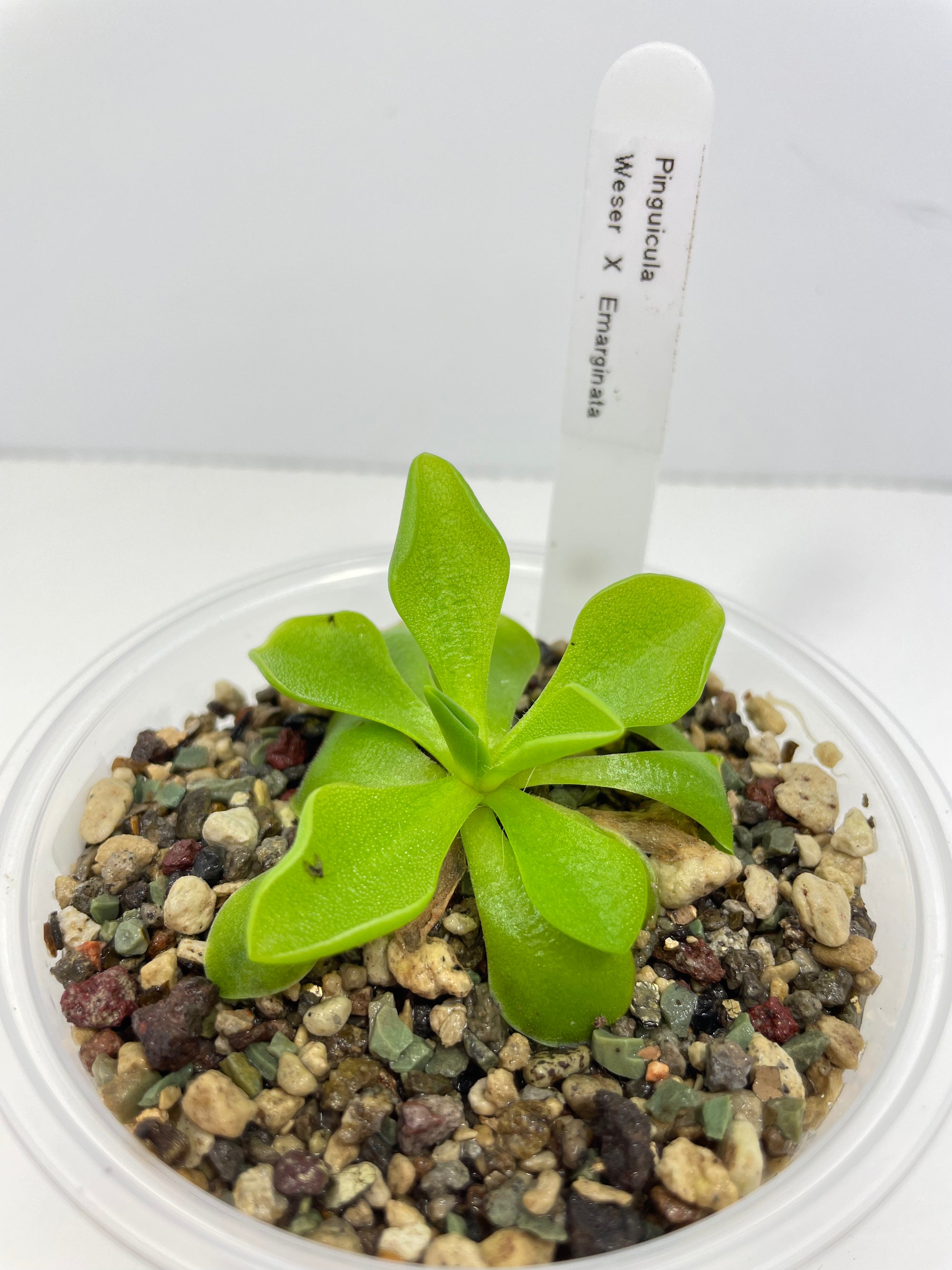 Pinguicula Weser x Emarginata (Carnivorous Plant)