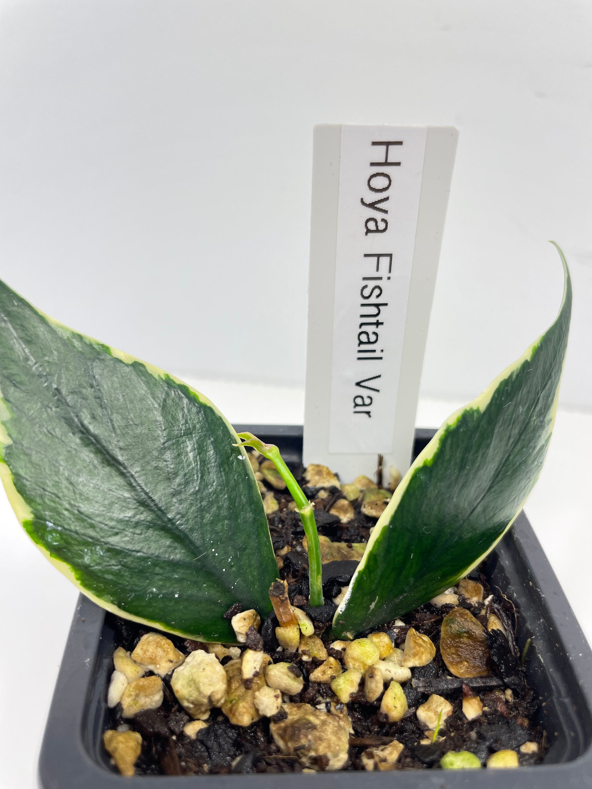 Hoya Fishtail Albo- Outer Variegated