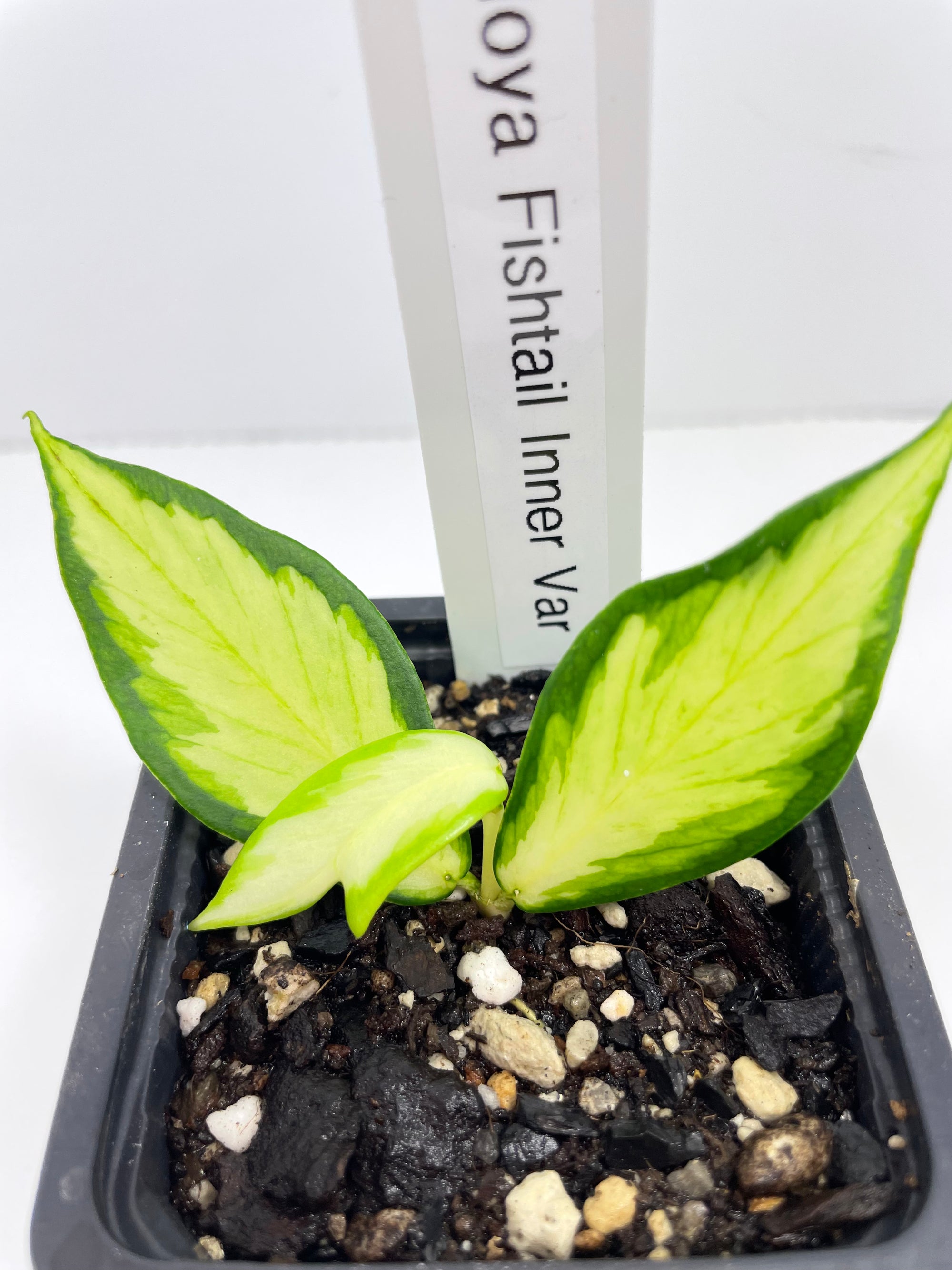 Hoya Fishtail- Inner Variegated