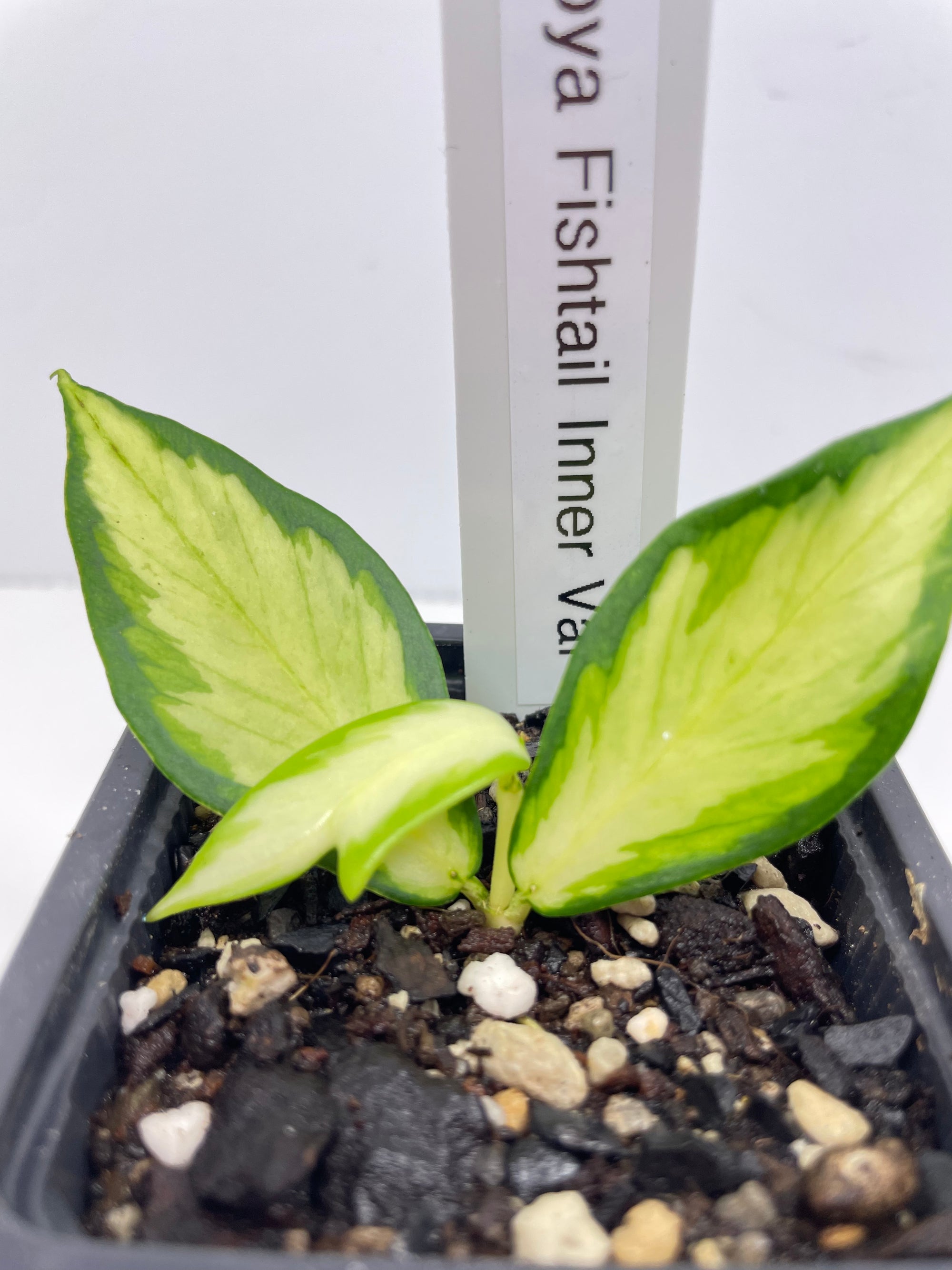 Hoya Fishtail- Inner Variegated