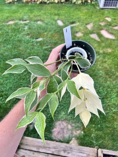 Hoya Fishtail Albo- Outer Variegated