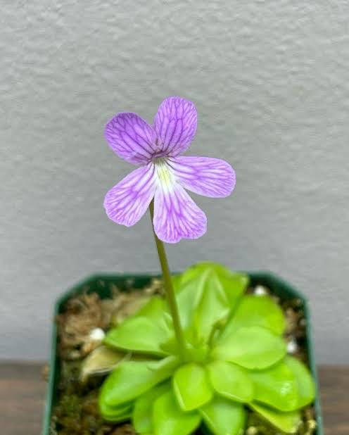 Pinguicula Weser x Emarginata (Carnivorous Plant)