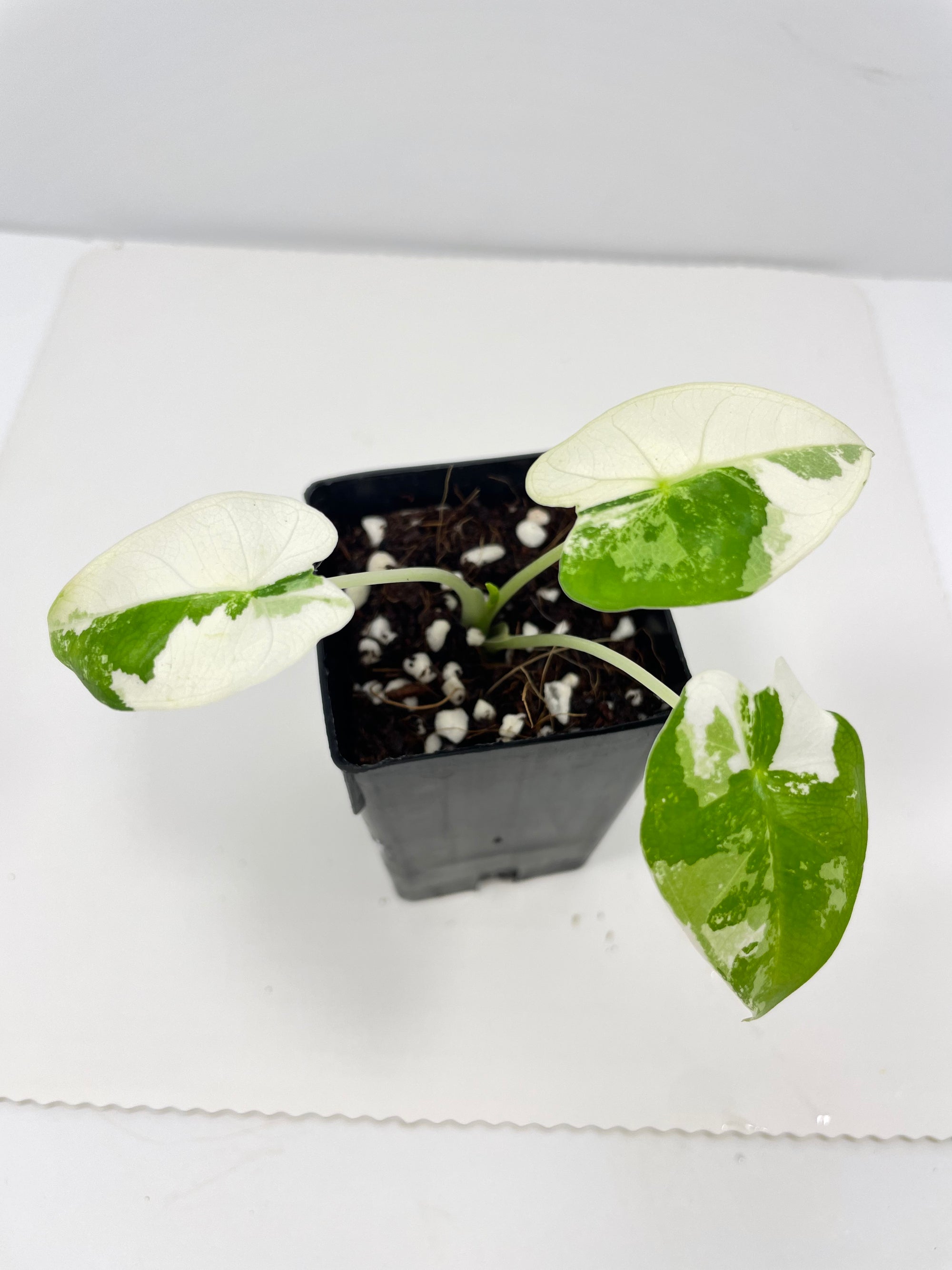 Alocasia Frydek Variegated