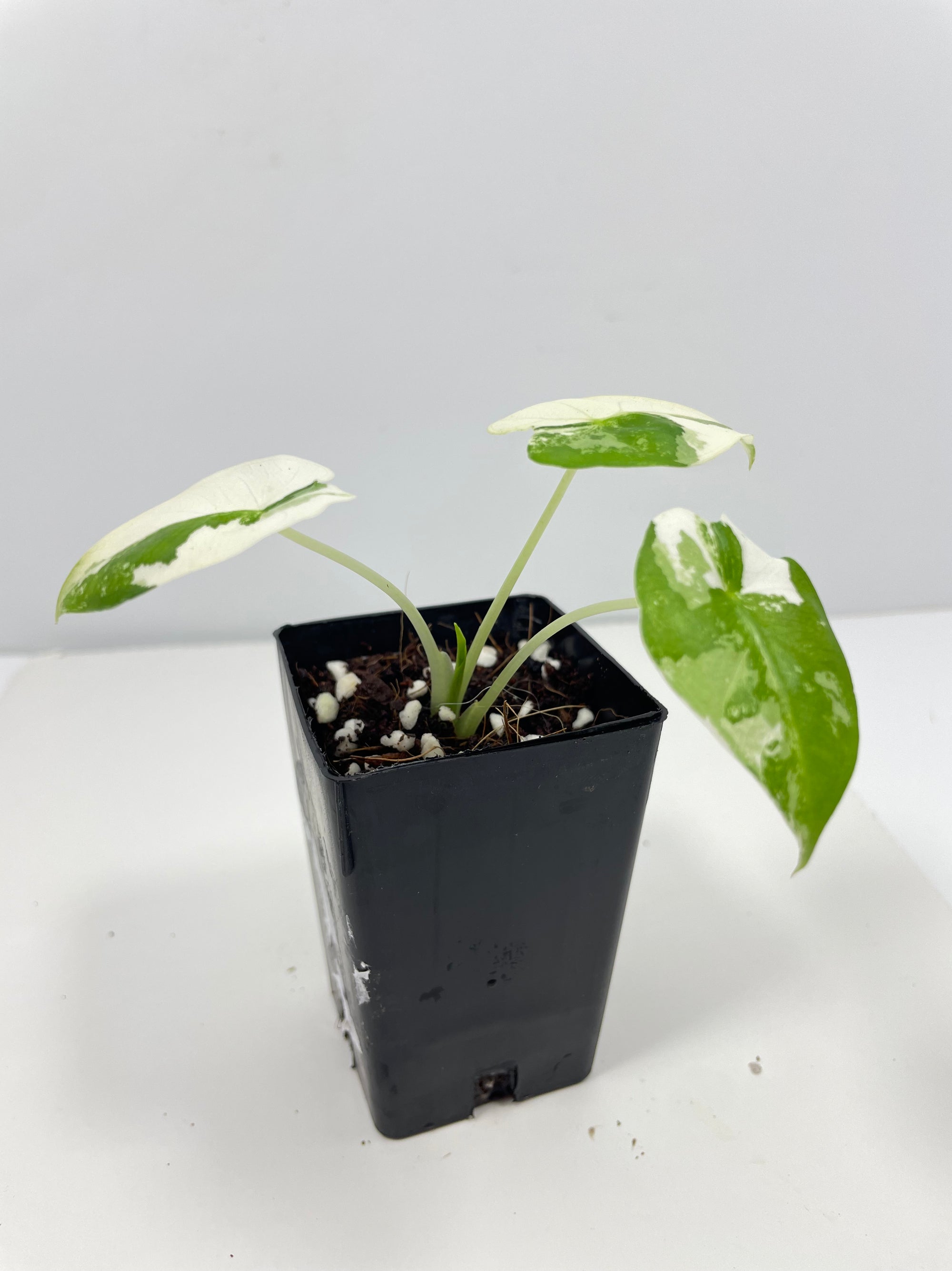 Alocasia Frydek Variegated