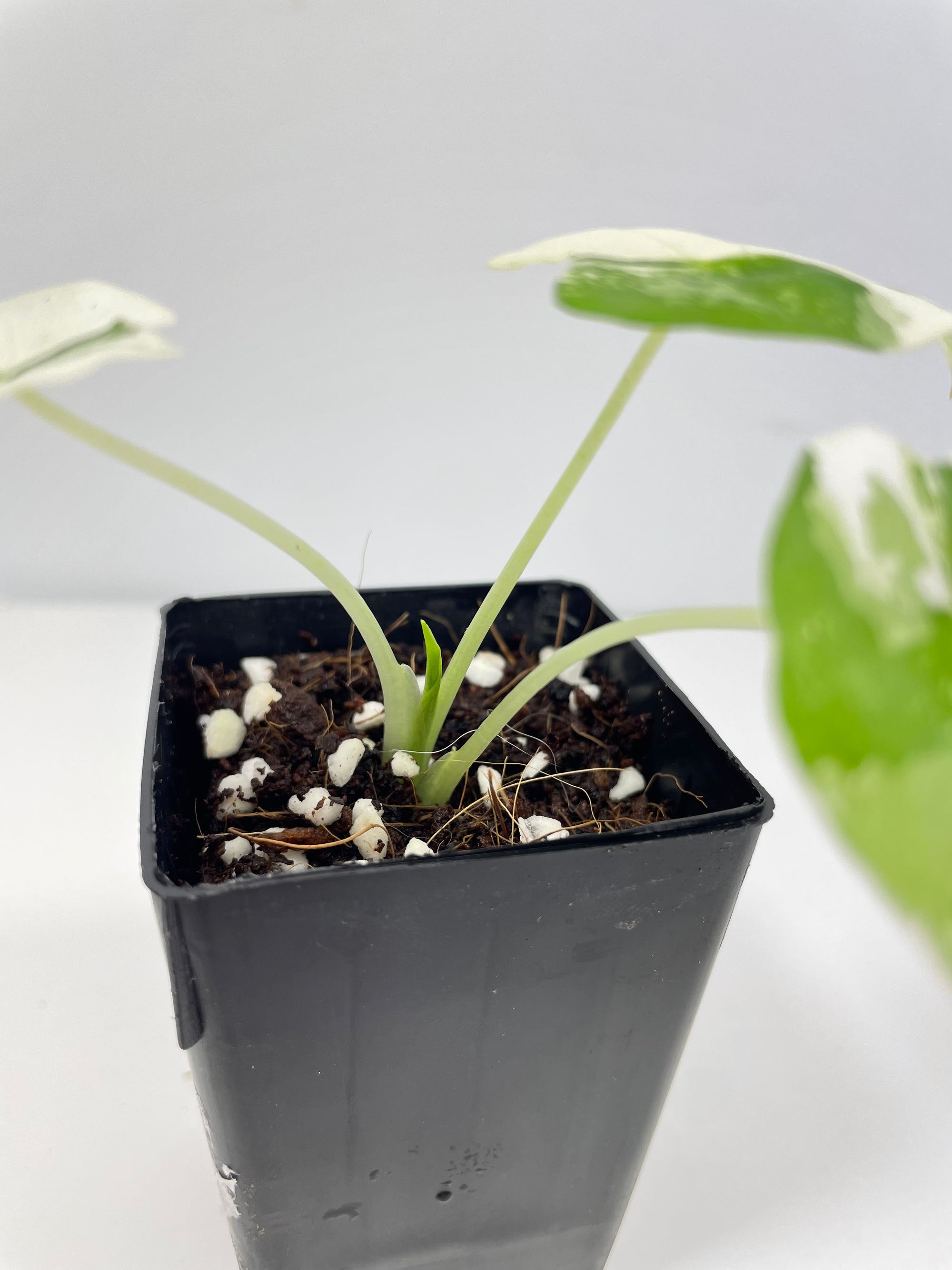 Alocasia Frydek Variegated