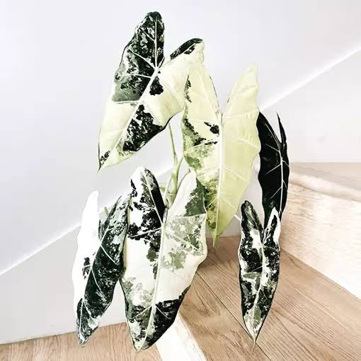 Alocasia Frydek Variegated